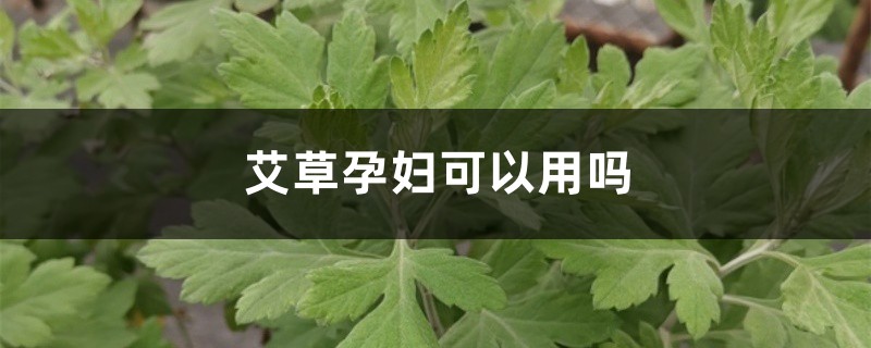 艾草孕婦可以用嗎，艾草的副作用