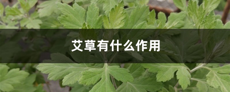 艾草有什么作用，艾草能減肥嗎