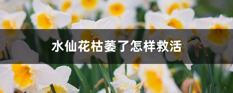 水仙花枯萎了怎樣救活