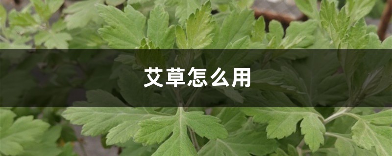 艾草怎么用，艾草的價(jià)格