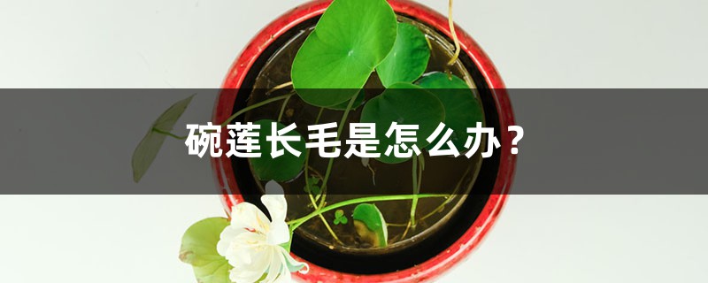 碗蓮長(zhǎng)毛是怎么辦？