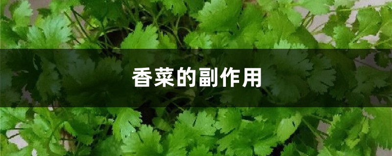 香菜的副作用，吃香菜的好處和壞處