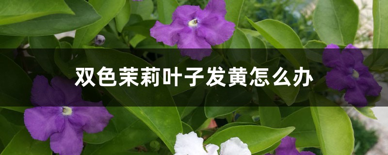 雙色茉莉葉子發(fā)黃怎么辦