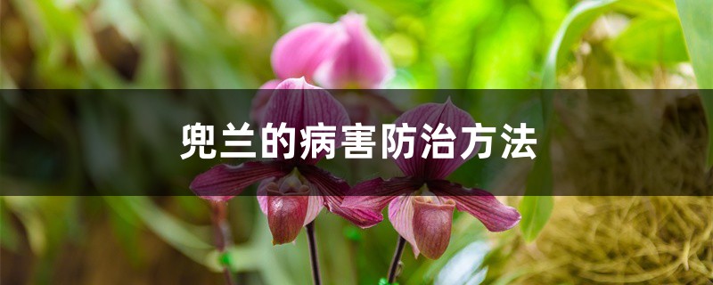 兜蘭的病害防治方法