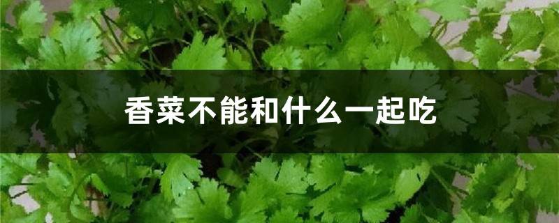 香菜不能和什么一起吃，香菜的功效