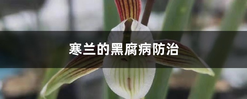 寒蘭的黑腐病防治