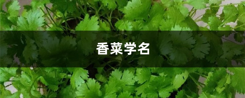 香菜學(xué)名，有什么功效