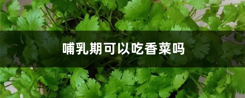 哺乳期可以吃香菜嗎，孕婦可以吃嗎