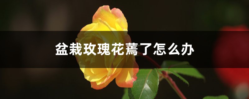 盆栽玫瑰花蔫了怎么辦