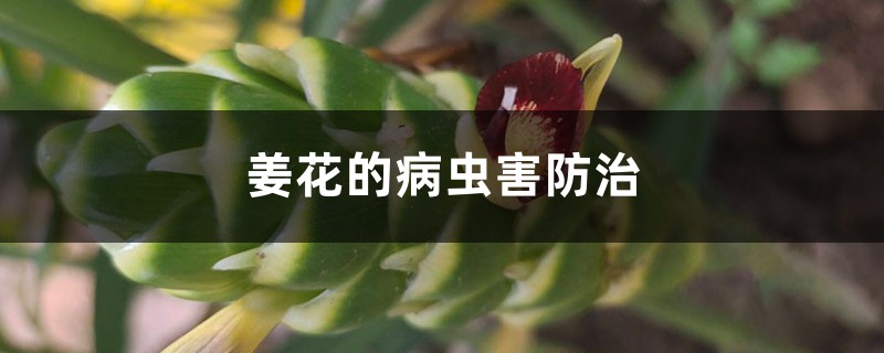 姜花的病蟲害防治