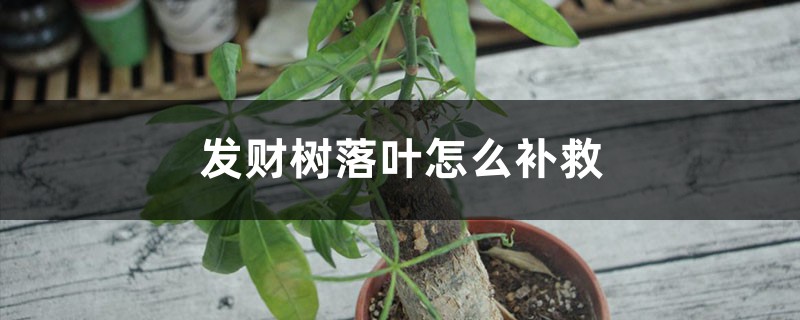 發(fā)財樹落葉怎么補(bǔ)救