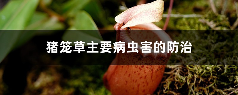 豬籠草主要病蟲(chóng)害的防治