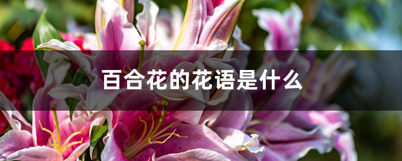 百合花的花語是什么，百合花象征著什么