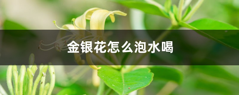 金銀花怎么泡水喝，嬰兒可以喝金銀花水嗎