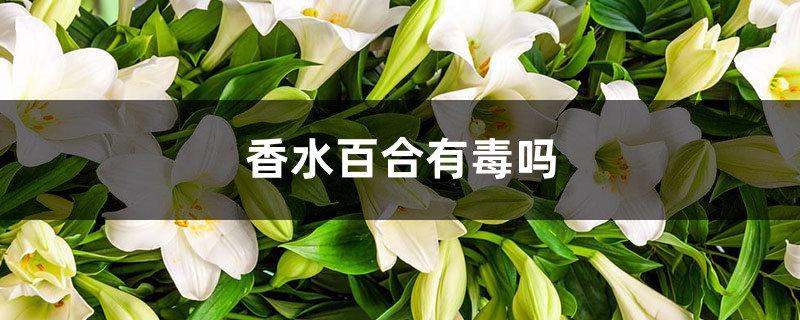 香水百合有毒嗎，香水百合圖片