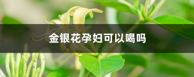 金銀花孕婦可以喝嗎，孕婦可以喝金銀花嗎