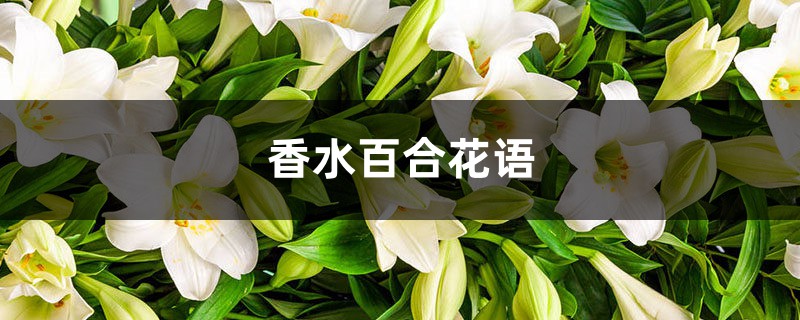 香水百合花語，百合花寓意