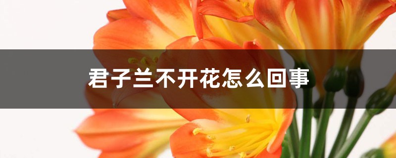 君子蘭不開花怎么回事