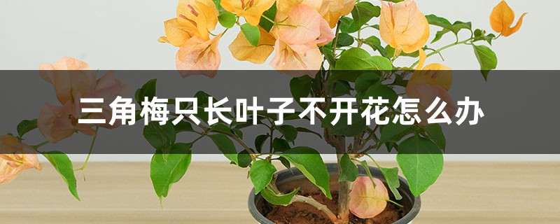 三角梅只長(zhǎng)葉子不開花怎么辦