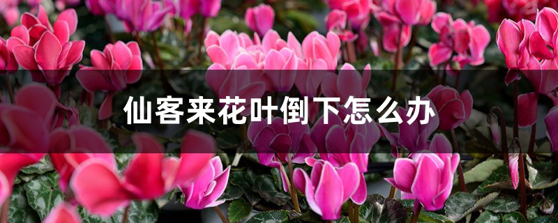 仙客來花葉倒下怎么辦