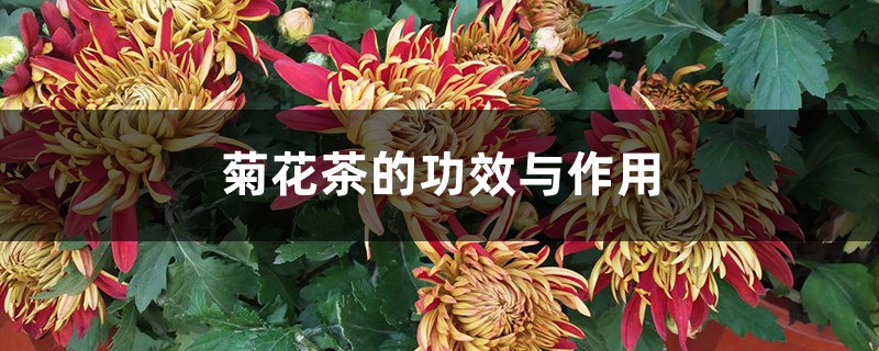 菊花茶的功效與作用