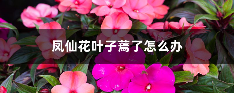 鳳仙花葉子蔫了怎么辦