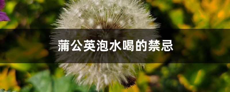 蒲公英泡水喝的禁忌，蒲公英的作用