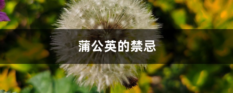 蒲公英的禁忌，蒲公英的副作用