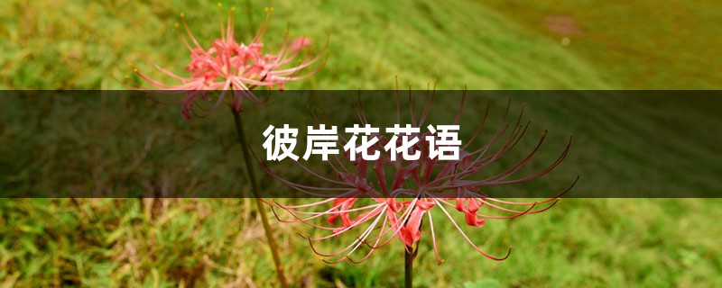 彼岸花花語(yǔ)，彼岸花是什么意思