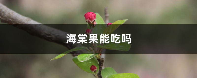 海棠果能吃嗎，海棠果怎么吃