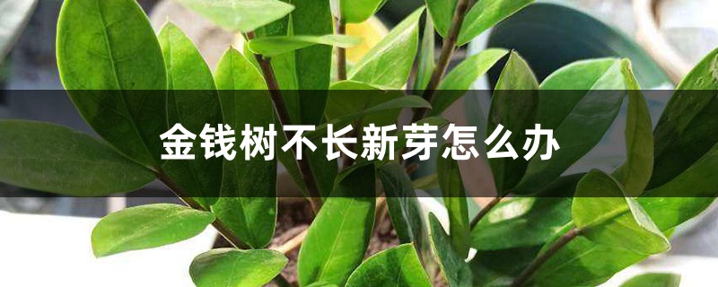 金錢樹不長(zhǎng)新芽怎么辦