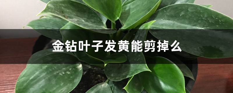 金鉆葉子發(fā)黃能剪掉么