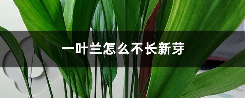 一葉蘭怎么不長(zhǎng)新芽