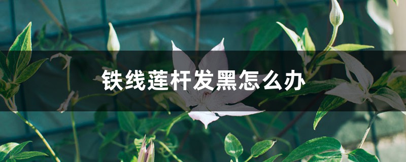 鐵線蓮桿發(fā)黑怎么辦