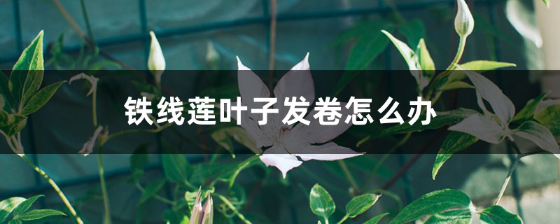 鐵線蓮葉子發(fā)卷怎么辦