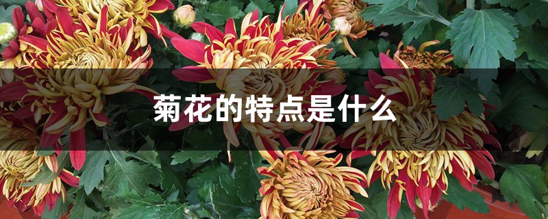 菊花的特點(diǎn)是什么，菊花的形狀