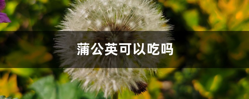 蒲公英可以吃嗎，蒲公英怎么吃