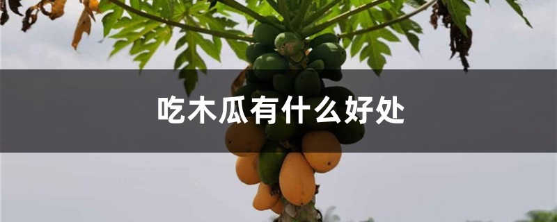 吃木瓜有什么好處，木瓜的功效