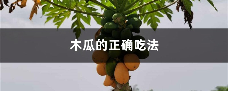 木瓜的正確吃法，木瓜食用方法