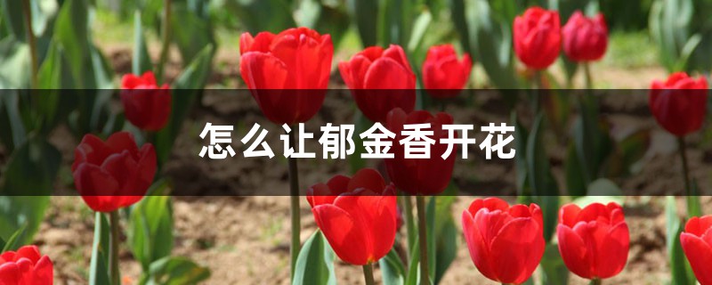 怎么讓郁金香開花，開花后怎么處理