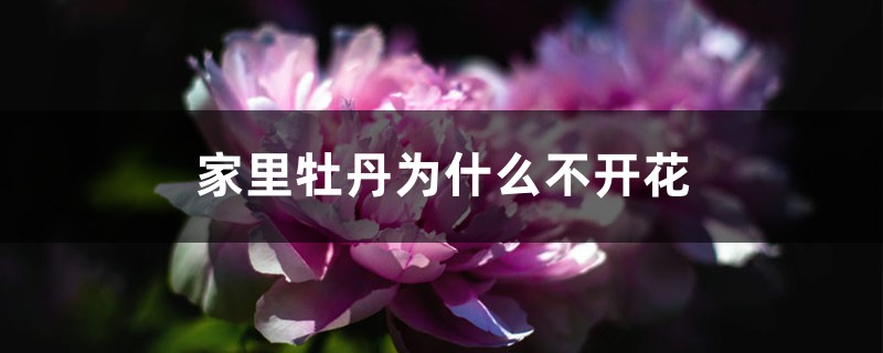 家里牡丹為什么不開花