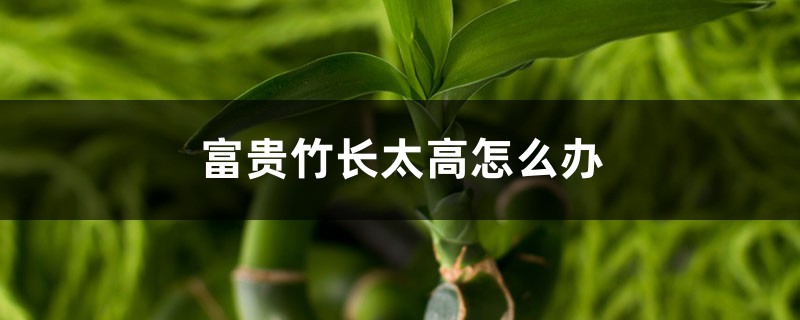 富貴竹長(zhǎng)太高怎么辦