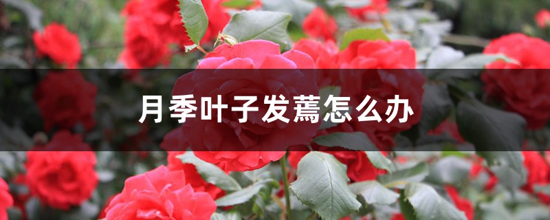 月季葉子發(fā)蔫怎么辦