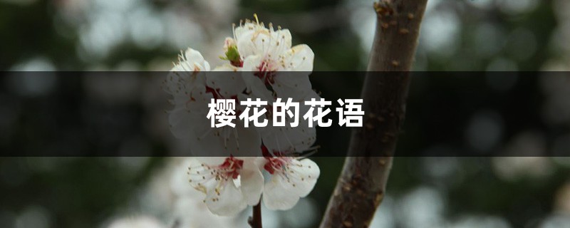 櫻花的花語(yǔ)