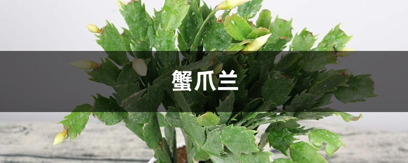 仙人掌嫁接蟹爪蘭的養(yǎng)殖方法和注意事項