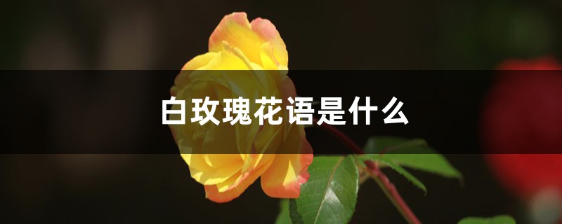 白玫瑰花語(yǔ)是什么