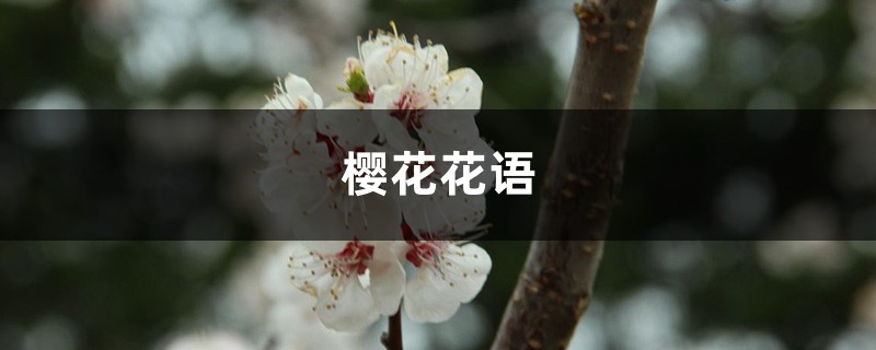 櫻花花語(yǔ)