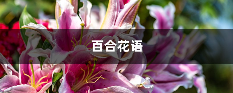 百合花語