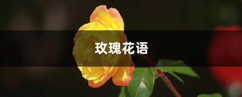 玫瑰花語