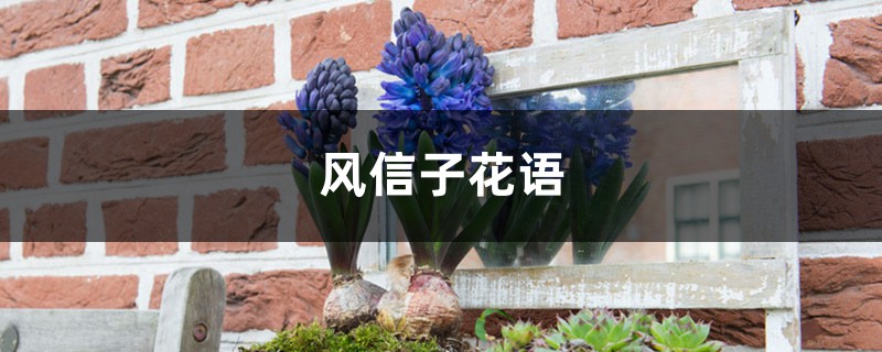 風(fēng)信子花語